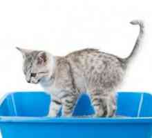 बिल्ली कूड़ेदान बॉक्स को कैसे साफ करें