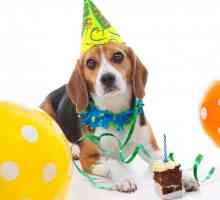 अपने कुत्ते के लिए जन्मदिन की पार्टी कैसे व्यवस्थित करें