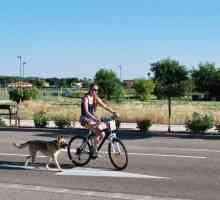 अपने कुत्ते के साथ सही ढंग से बाइक की सवारी कैसे करें