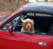 कार से कुत्ते की गंध को कैसे हटाएं