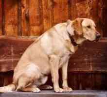 ऑस्टियोआर्थराइटिस के साथ कुत्ते का इलाज कैसे करें