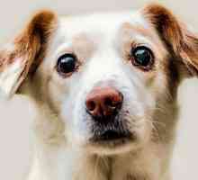 स्वाभाविक रूप से कुत्तों में ग्लूकोमा का इलाज कैसे करें
