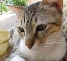 बिल्लियों में टॉक्सोप्लाज्मोसिस का इलाज कैसे करें