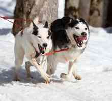 हमारे कुत्ते के साथ शीतकालीन खेल