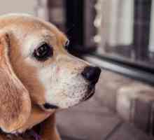 कुत्तों में एटोपिक डार्माटाइटिस - लक्षण और उपचार
