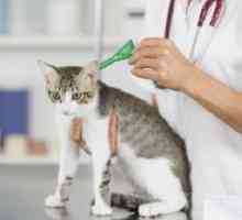 बिल्लियों में deworming