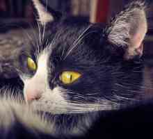 बिल्लियों में मधुमेह - लक्षण, निदान और उपचार