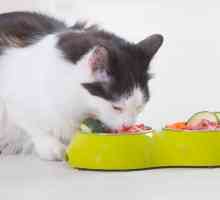बिल्लियों के लिए कच्चे आहार या बार्फ़ - उदाहरण, लाभ और सलाह