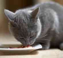 बिल्लियों के लिए Hypoallergenic आहार