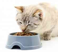 मोटे बिल्लियों के लिए आहार