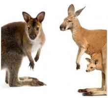 कंगारू और wallaby के बीच मतभेद