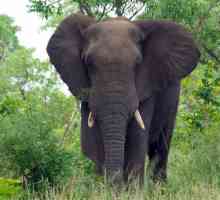 अफ्रीकी हाथी और एशियाई के बीच मतभेद