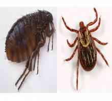 Fleas और ticks के बीच मतभेद