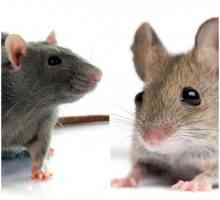 चूहे और माउस के बीच मतभेद