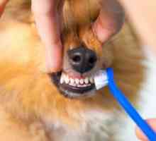 कुत्ते के दांतों को साफ करने के विभिन्न तरीके