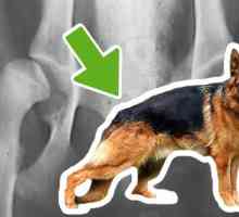 कुत्तों में हिप डिस्प्लेसिया - लक्षण और उपचार