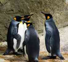 जहां पेंगुइन रहते हैं