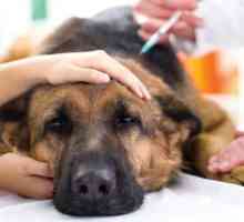 कुत्तों के लिए टीकों के दुष्प्रभाव