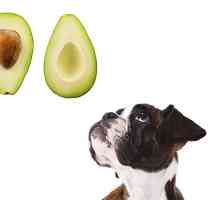 कुत्तों के लिए avocado बुरा है?