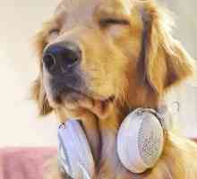अपने कुत्ते पर संगीत का प्रभाव