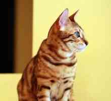 क्या बंगाल बिल्ली एक जंगली बिल्ली का बच्चा है?