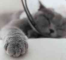 बिल्लियों में हीट स्ट्रोक - लक्षण और प्राथमिक चिकित्सा