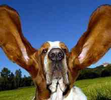 मनुष्यों के कान बनाम कुत्तों के कान