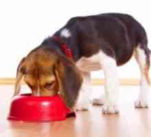 हेपेटाइटिस के साथ क्या कुत्ता खा सकता है