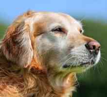 कुत्तों में कुंडिंग सिंड्रोम - लक्षण और कारण