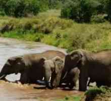 हाथी अफ्रीका में एक नदी में डूबने के बारे में छोटे बच्चे को बचाते हैं