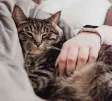 गर्भावस्था और टोक्सोप्लाज्मोसिस: गलती बिल्ली नहीं है