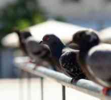 बार्सिलोना में गर्भ निरोधकों के साथ कबूतरों की आबादी को नियंत्रित करता है