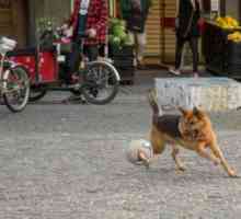 पोर्ट मोंट में सॉकर विश्व कप उप 17 के दौरान छोड़े गए कुत्ते को लॉक करने का प्रस्ताव है