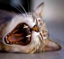 अधिक आम बिल्लियों में मुंह की बीमारियां