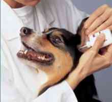 कुत्तों में कान रोग