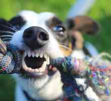 कुत्तों में सामान्य दांत रोग