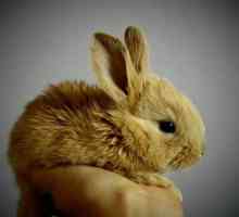 खरगोशों की सबसे आम बीमारियां