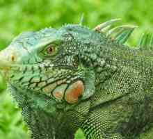 Iguanas में सबसे आम बीमारियां