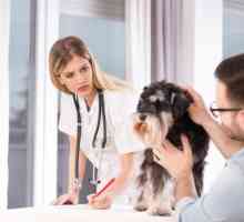 कुत्तों और उनके लक्षणों में सबसे आम बीमारियां