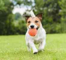 कदम से गेंद कदम लाने के लिए मेरे कुत्ते को सिखाओ
