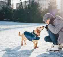 सर्दियों में कुत्तों को आश्रय देना अच्छा है?