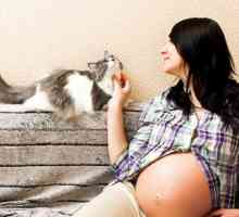 गर्भावस्था के दौरान बिल्लियों को रखना बुरा है?