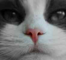 क्या बिल्ली के लिए सूखा नाक होना सामान्य बात है?