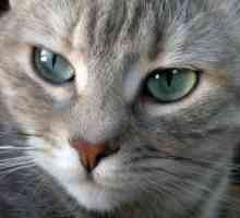 क्या यह सच है कि बिल्लियों आंखों के माध्यम से संवाद करते हैं?