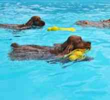 क्या यह सच है कि सभी कुत्ते तैर सकते हैं?