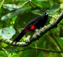 5 कोलंबियाई पक्षियों को सुनो जो गानों से विलुप्त होने के लिए नहीं पूछते हैं