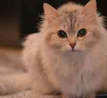 बिल्लियों में स्टेमाइटिस - लक्षण और उपचार