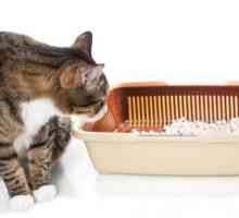 बिल्लियों में कब्ज - लक्षण और घरेलू उपचार