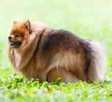 कुत्तों में कब्ज - कारण, लक्षण और उपचार