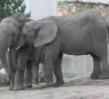 अध्ययन: एशियाई हाथी खुद को सांत्वना देते हैं क्योंकि लोग तनाव करते समय करते हैं